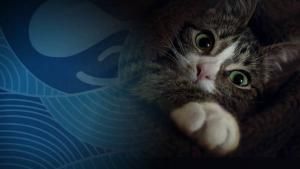 Kitty malware gets its claws into Drupal websites to mine Monero