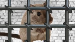 RAT author jailed for 30 months, ordered to hand over $725k worth of Bitcoin